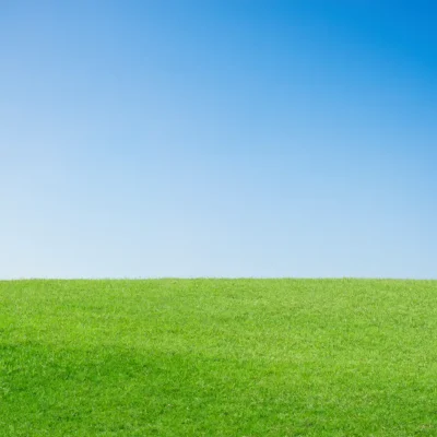 نجيله صناعيه في سوريا